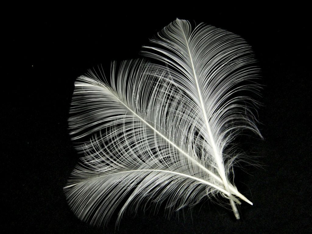 Burnt Goose Nagoire Feather (Pack of 10)