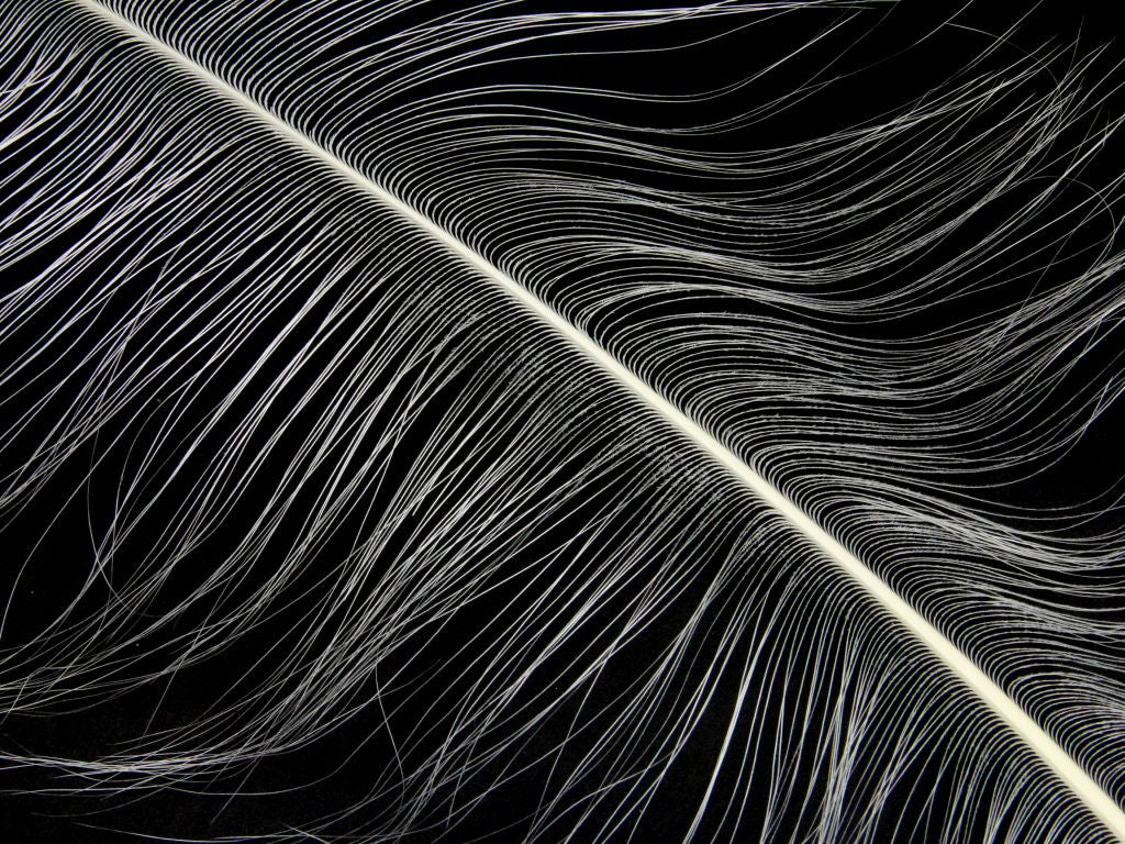 Burnt Ostrich Prime Wing Feathers