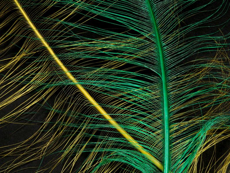 Burnt Ostrich Prime Wing Feathers