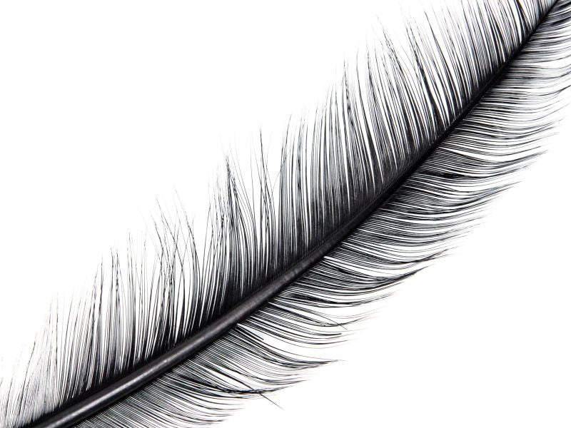 Burnt Turkey Quill Feather (Pack of 5)