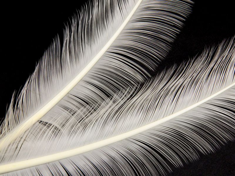 Burnt Turkey Quill Feather (Pack of 5)