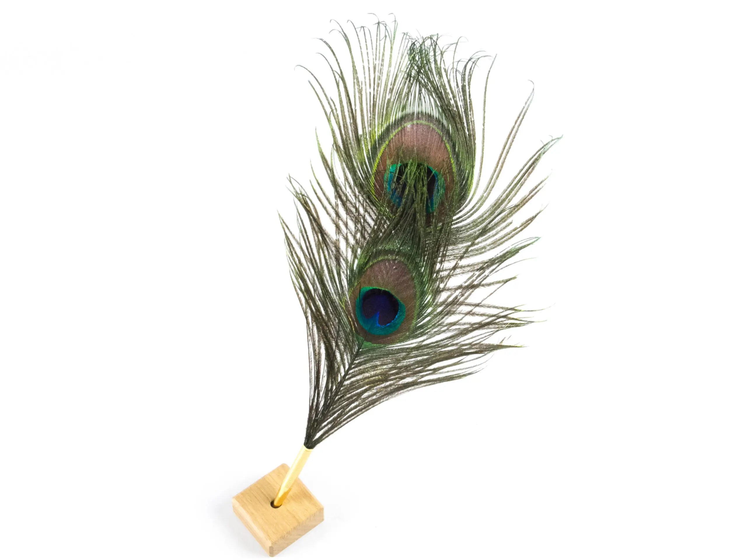 Peacock Feather Pens (Pack of 10)