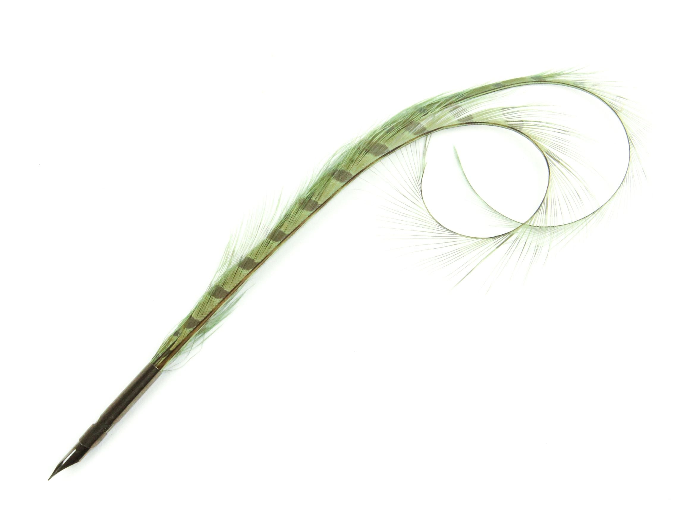 Curled and Burnt Pheasant Feather Pens