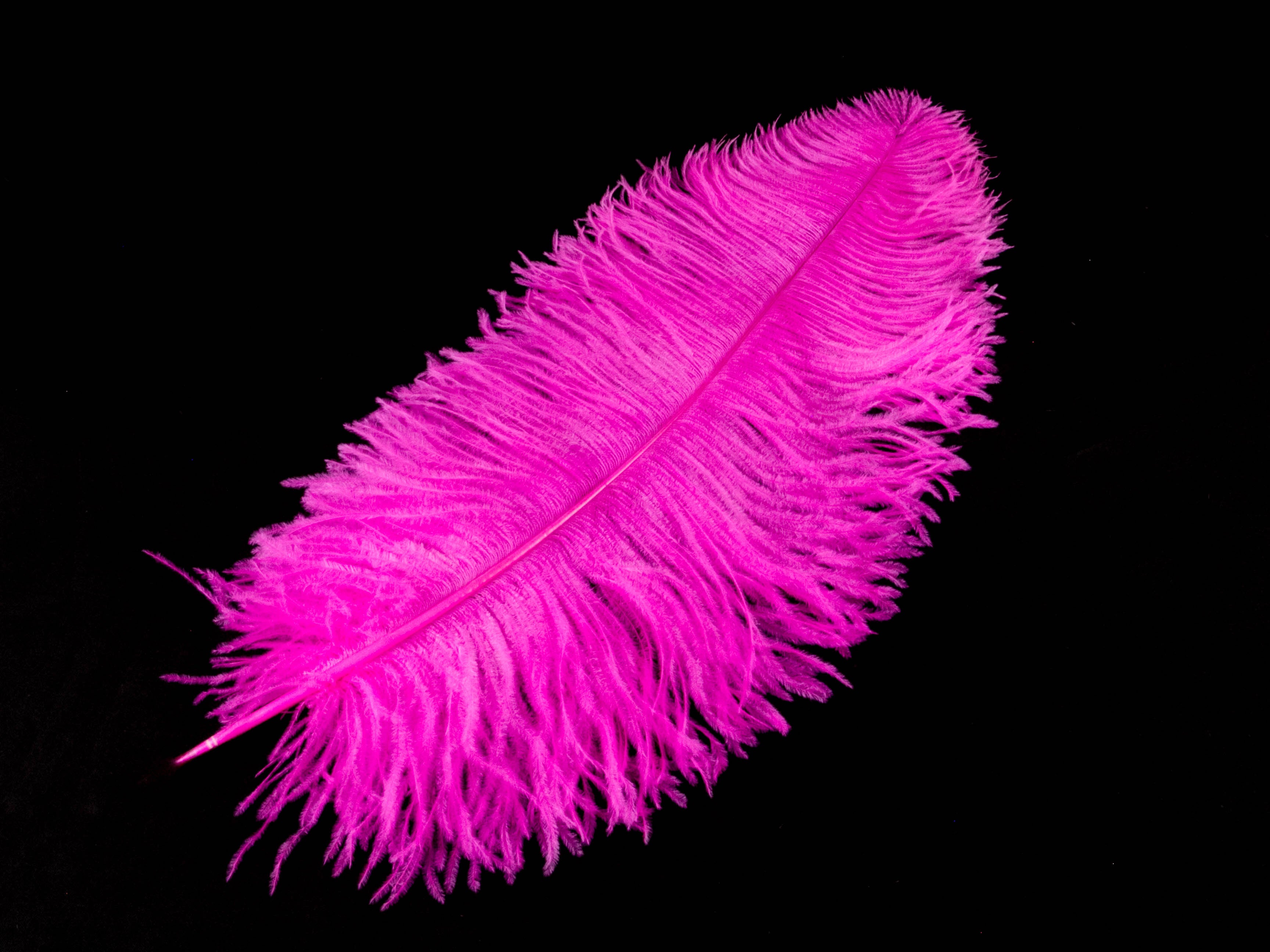 Ostrich Prime Wing Feather (50-65cm)