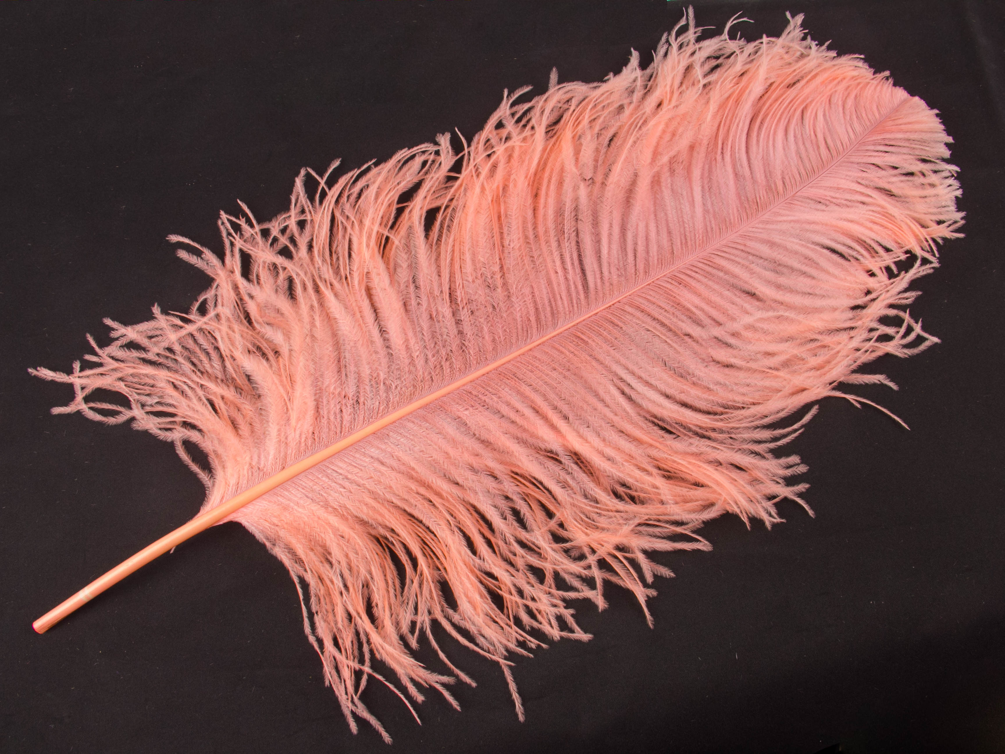 Extra Long Ostrich Premium Wing Feather (65-75cm)