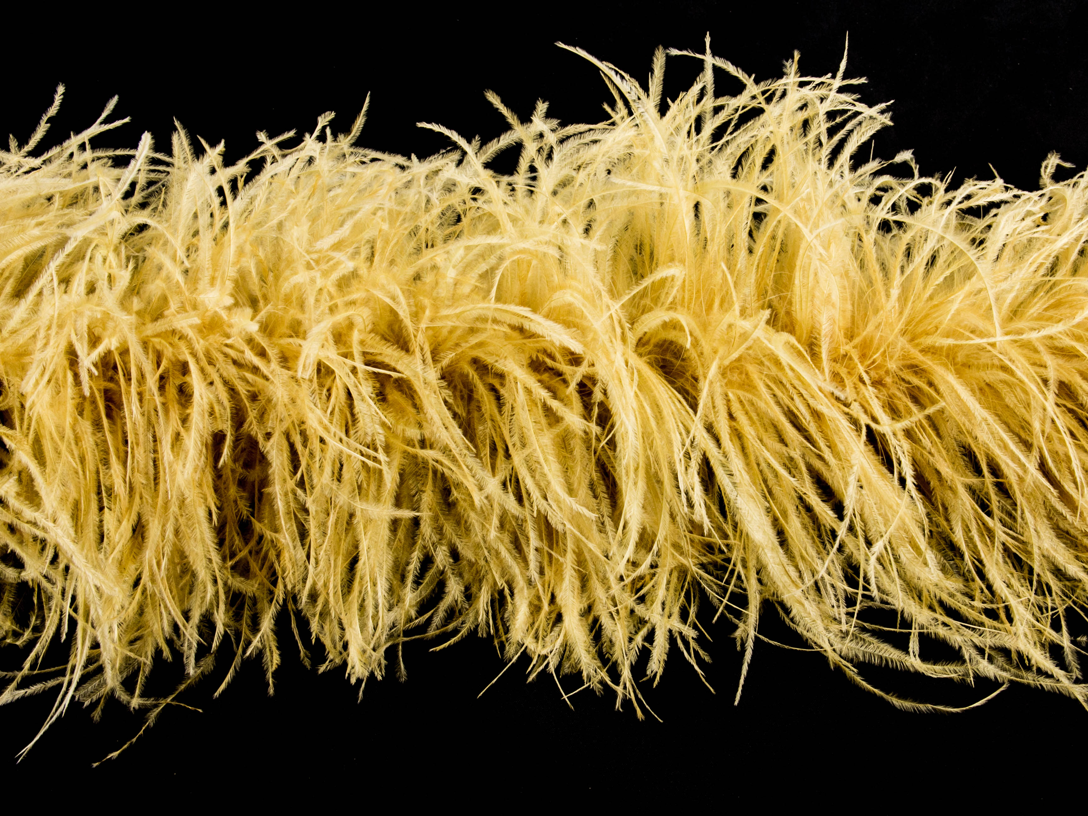 Ostrich Feather Boa with Stripped Coque - Dancewear Colours