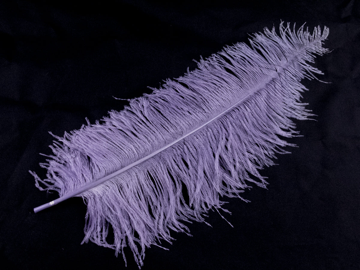 Ostrich Spadone Feather (50-65cm)
