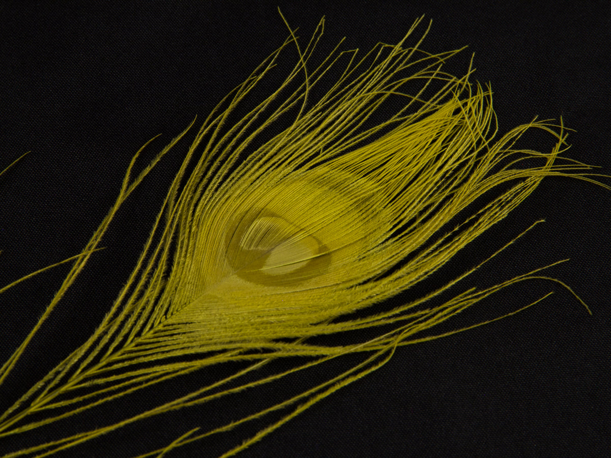 Peacock Eye Feather Dyed (Pack of 10)