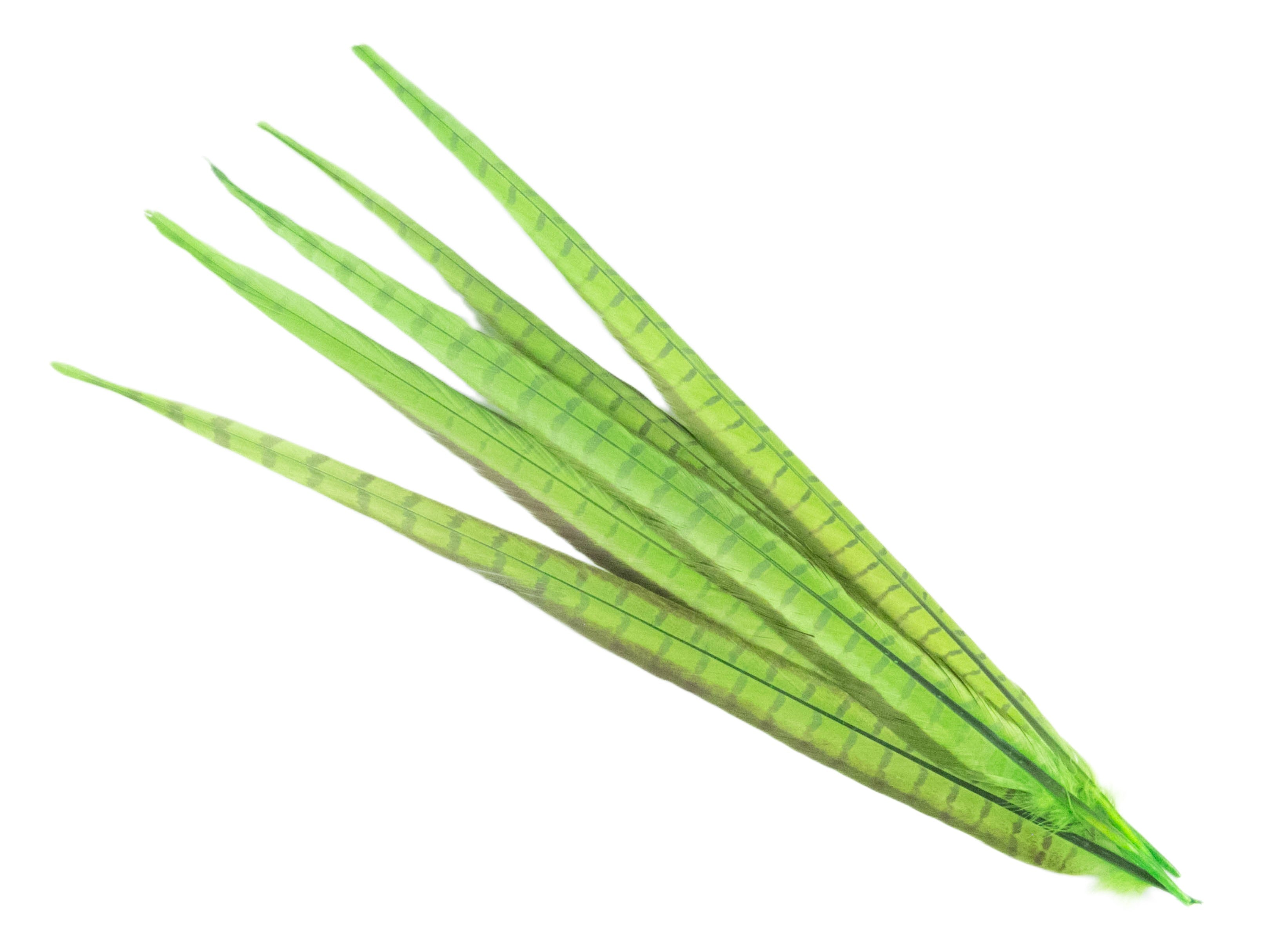 Ringneck Pheasant Centre Feather Dyed (Pack of 5)