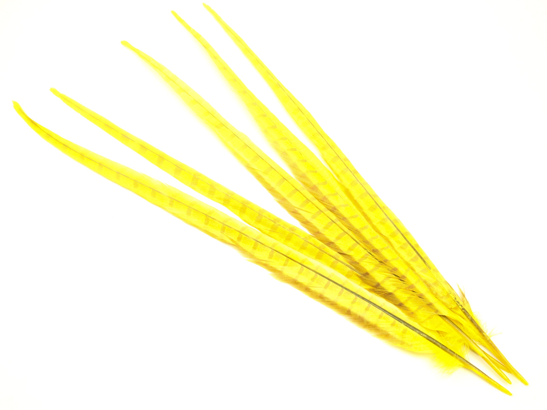 Ringneck Pheasant Centre Feather Dyed (Pack of 5)