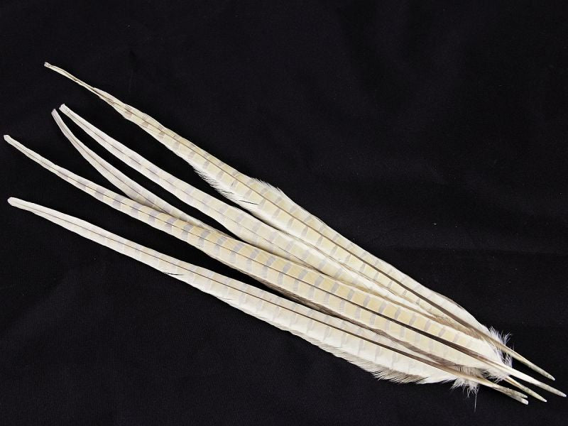 Ringneck Pheasant Centre Feather Dyed (Pack of 5)
