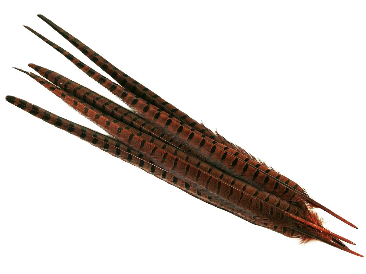 Ringneck Pheasant Centre Feather Dyed (Pack of 5)