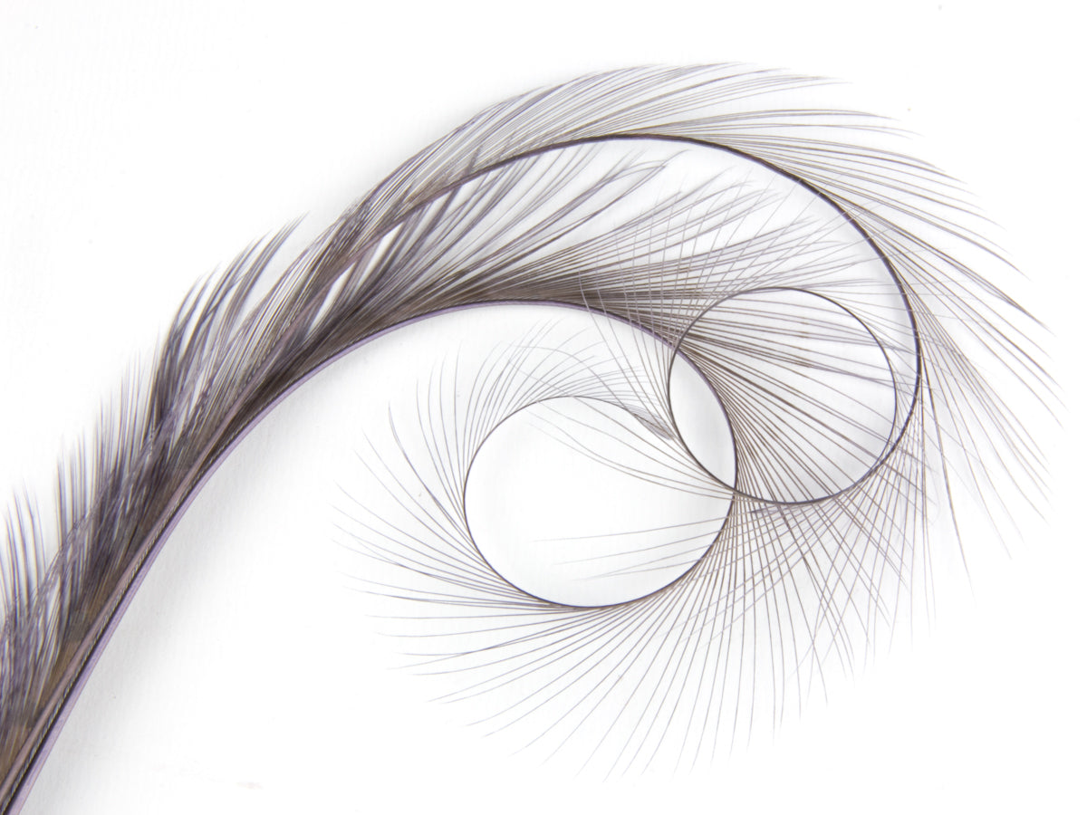 Burnt Curled Double Ringneck Pheasant Feather (Pack of 3)
