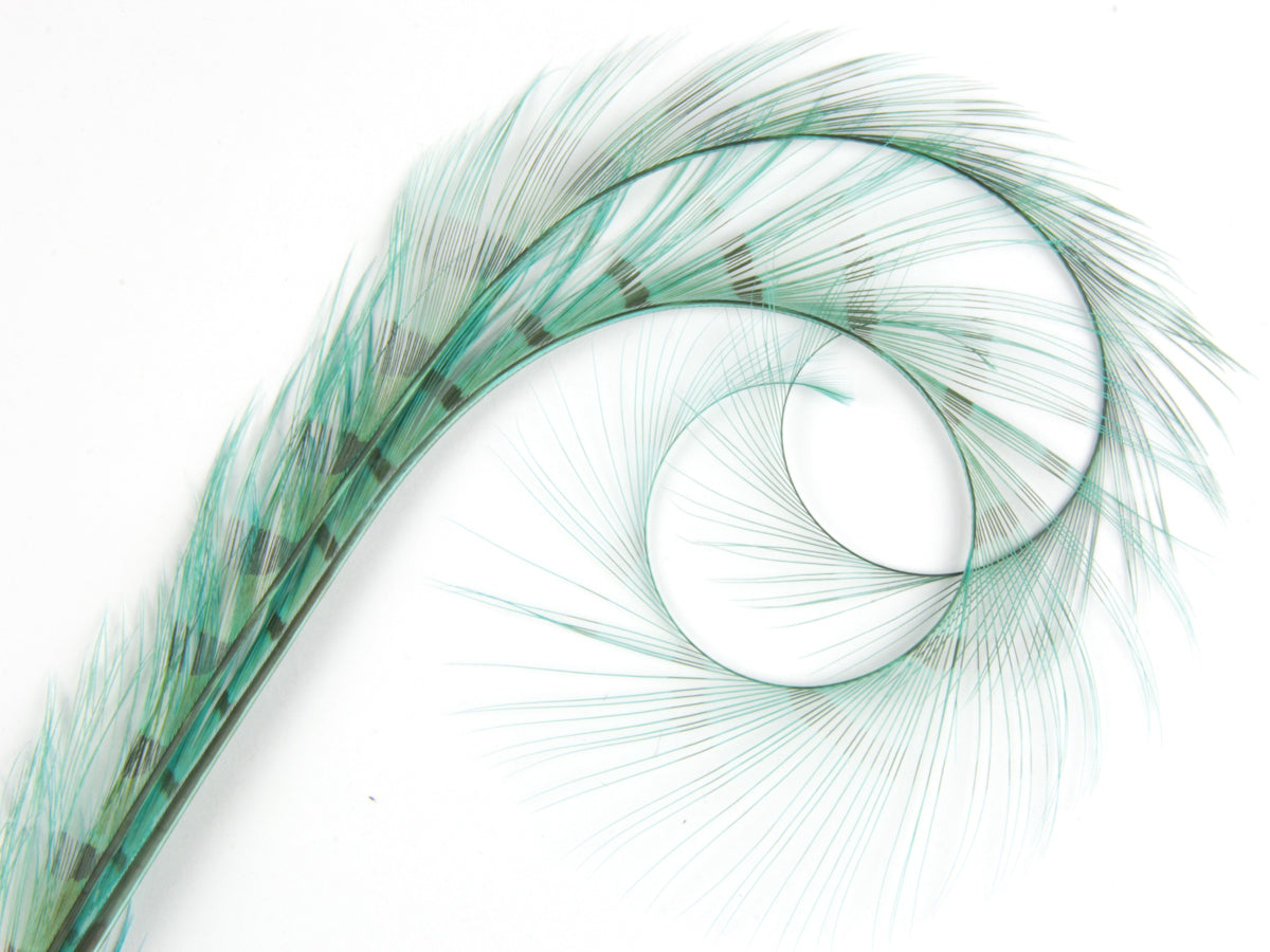 Burnt Curled Double Ringneck Pheasant Feather (Pack of 3)