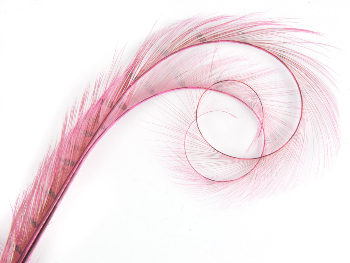 Burnt Curled Double Ringneck Pheasant Feather (Pack of 3)