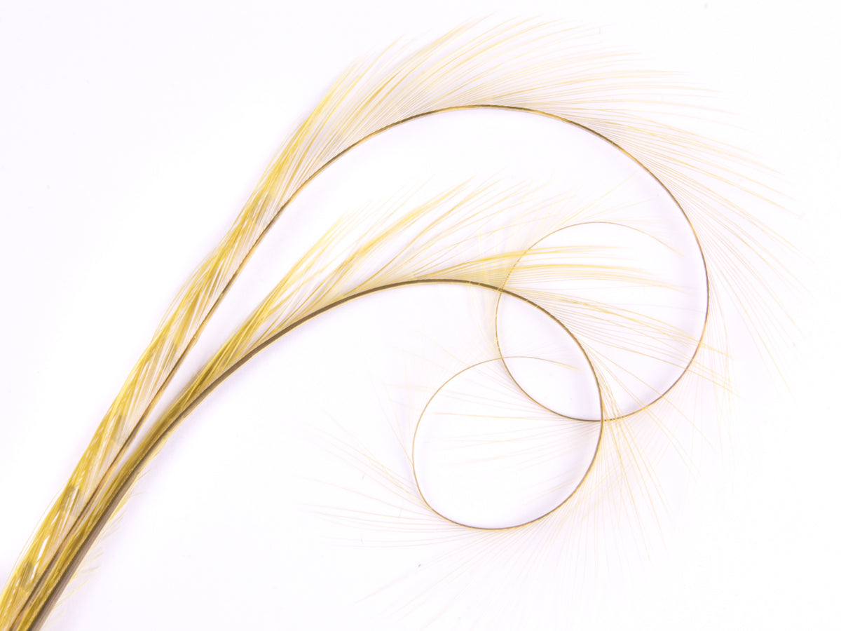 Burnt Curled Double Ringneck Pheasant Feather (Pack of 3)