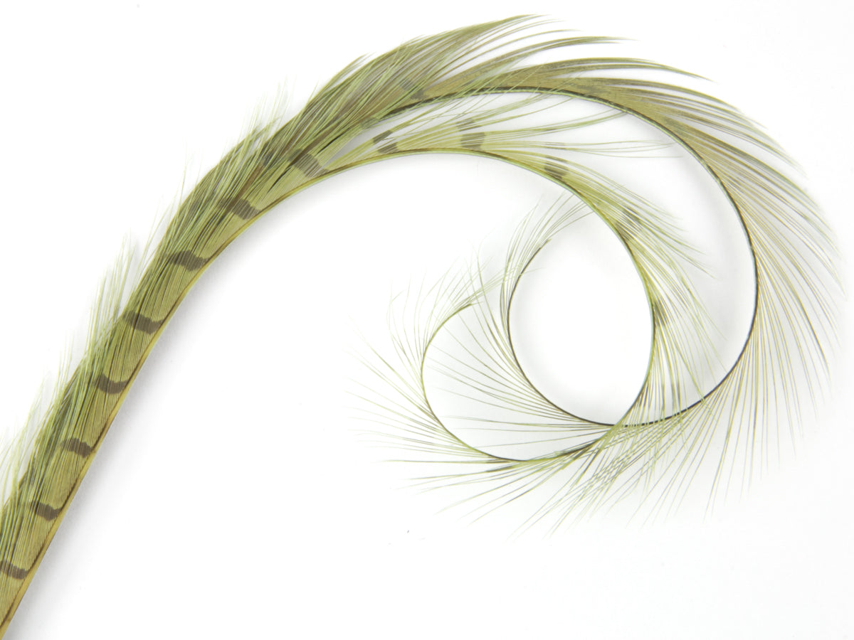 Burnt Curled Double Ringneck Pheasant Feather (Pack of 3)