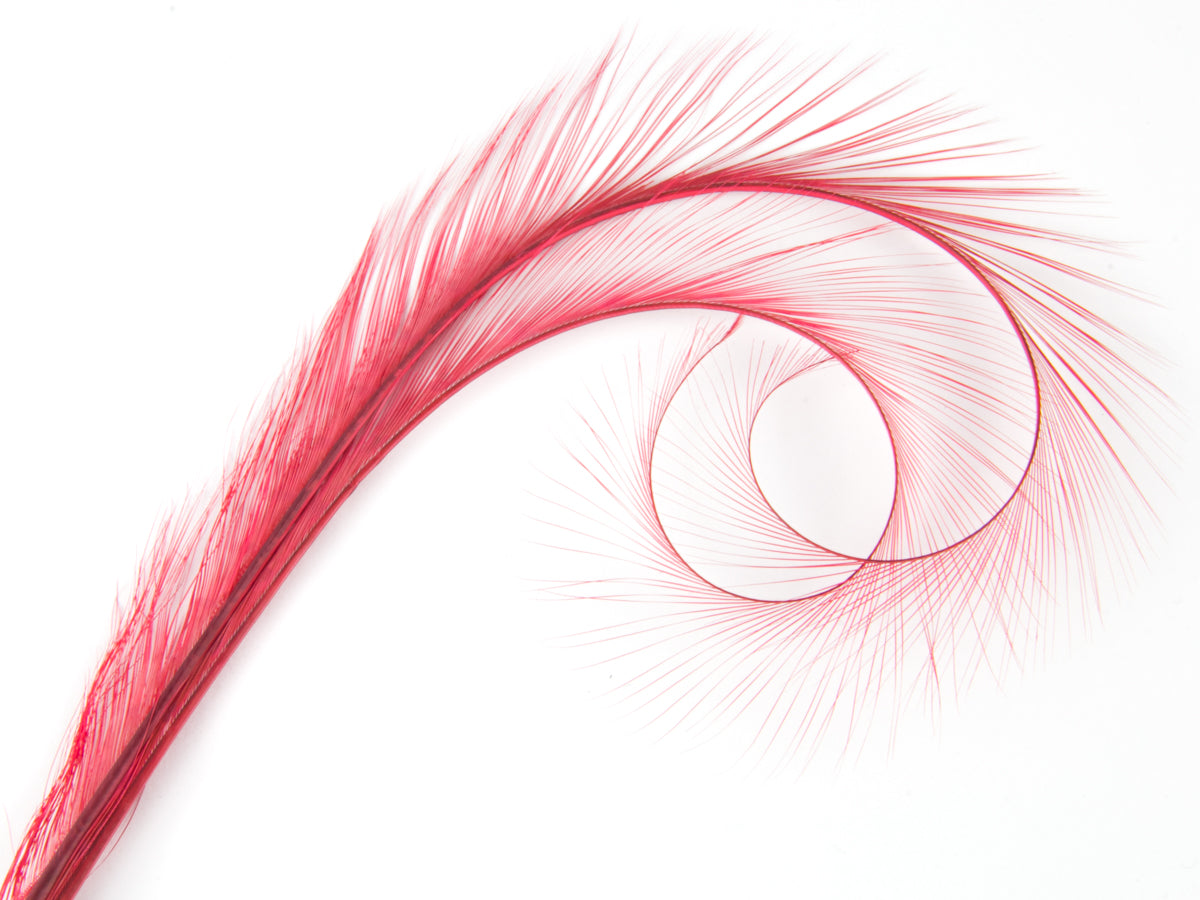 Burnt Curled Double Ringneck Pheasant Feather (Pack of 3)