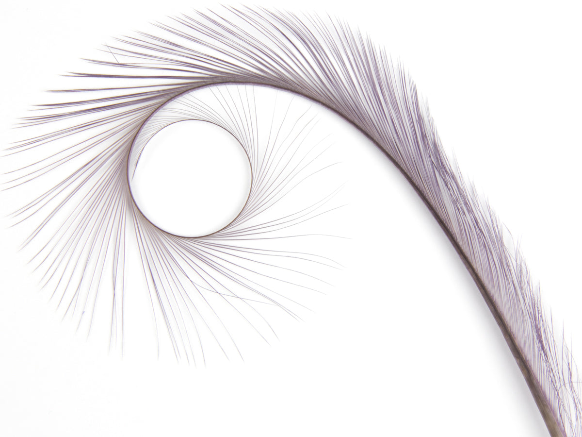 Burnt Curled Ringneck Pheasant Feather (Pack of 5)