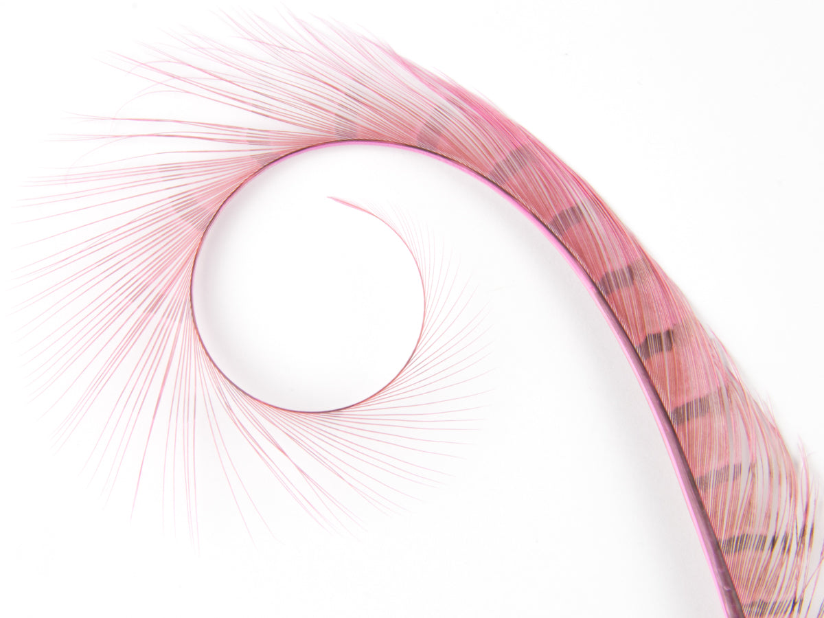 Burnt Curled Ringneck Pheasant Feather (Pack of 5)