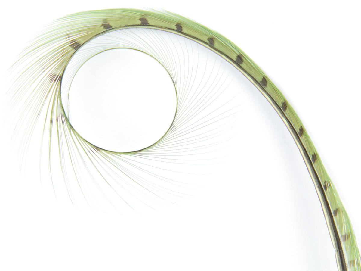 Burnt Curled Ringneck Pheasant Feather (Pack of 5)