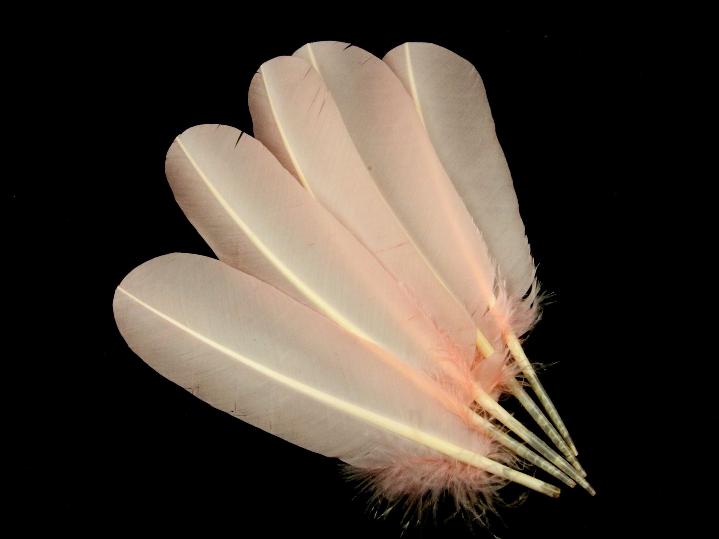 Turkey Quill Feather Pens - Deluxe finishes (Pack of 10)