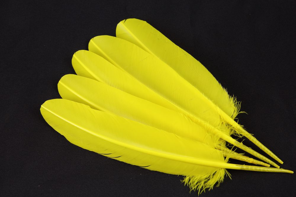 Turkey Quill Feather Pens - Deluxe finishes (Pack of 10)