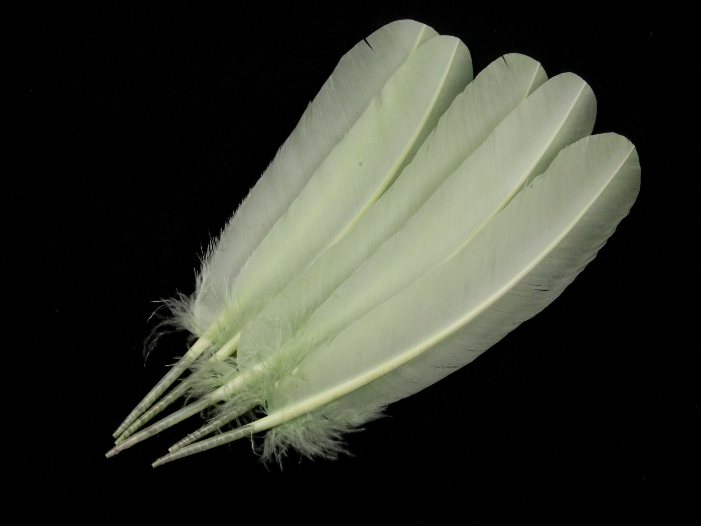 Turkey Quill Feather Pens - Deluxe finishes (Pack of 10)