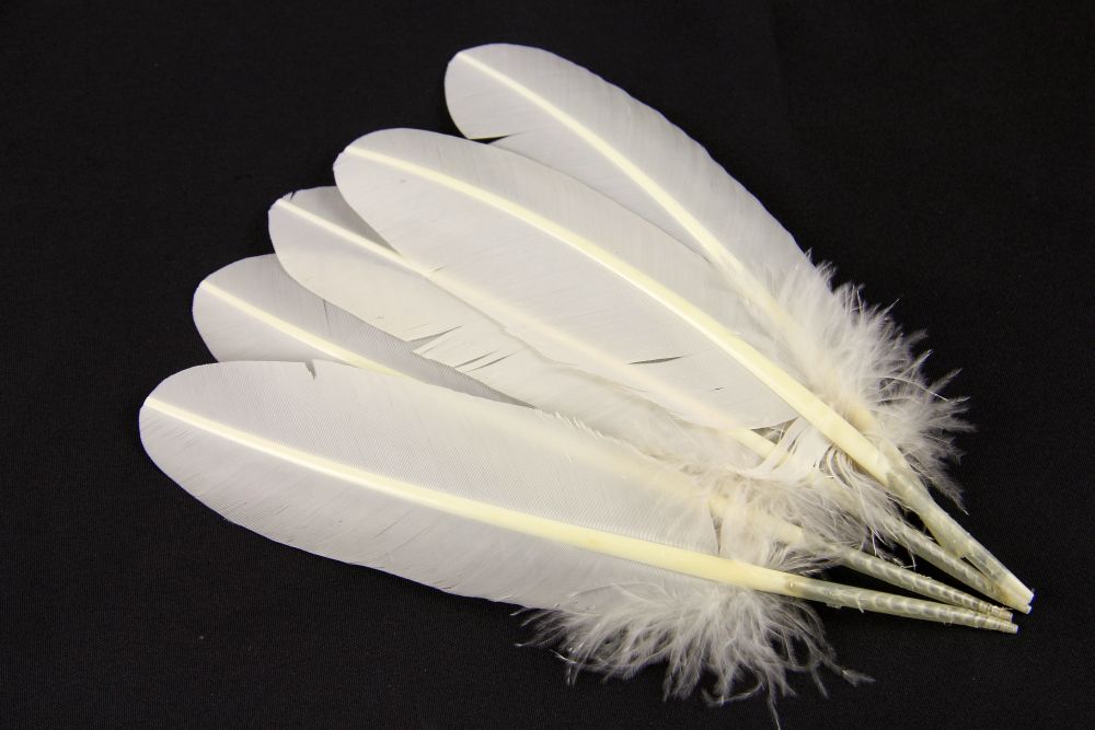 Turkey Quill Feather Pens - Deluxe finishes (Pack of 10)
