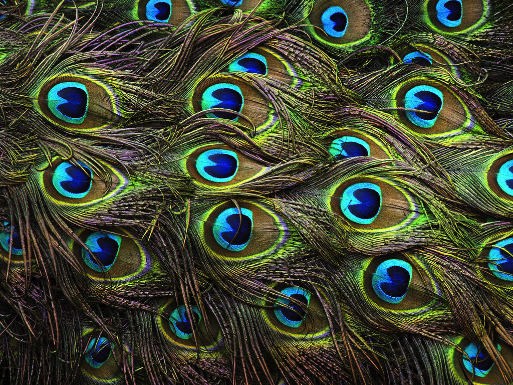 Peacock Feathers