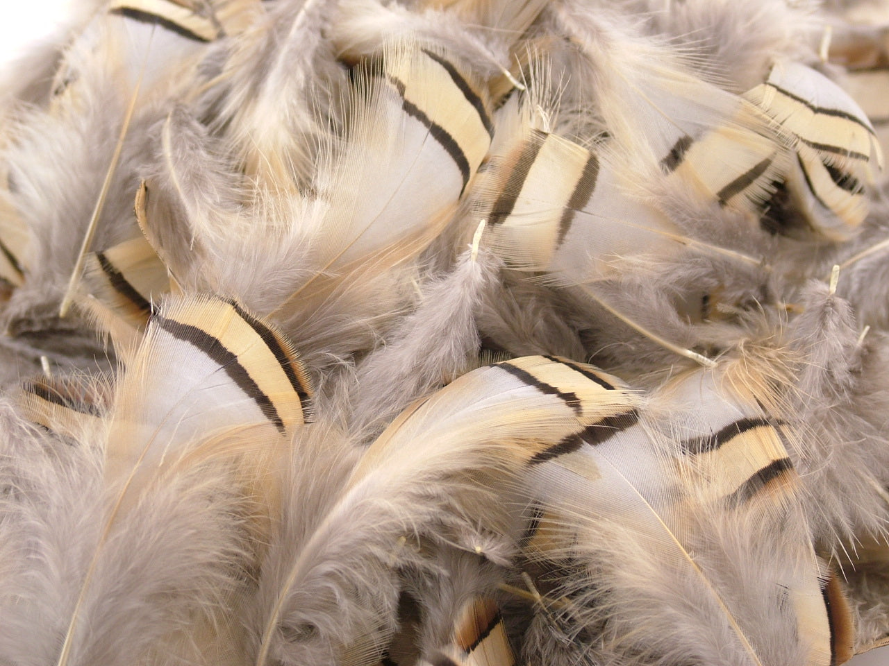 Partridge