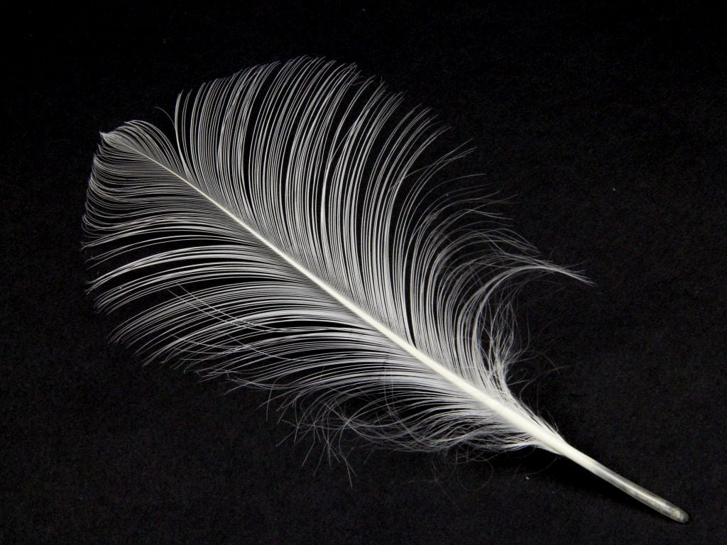 Burnt Feathers