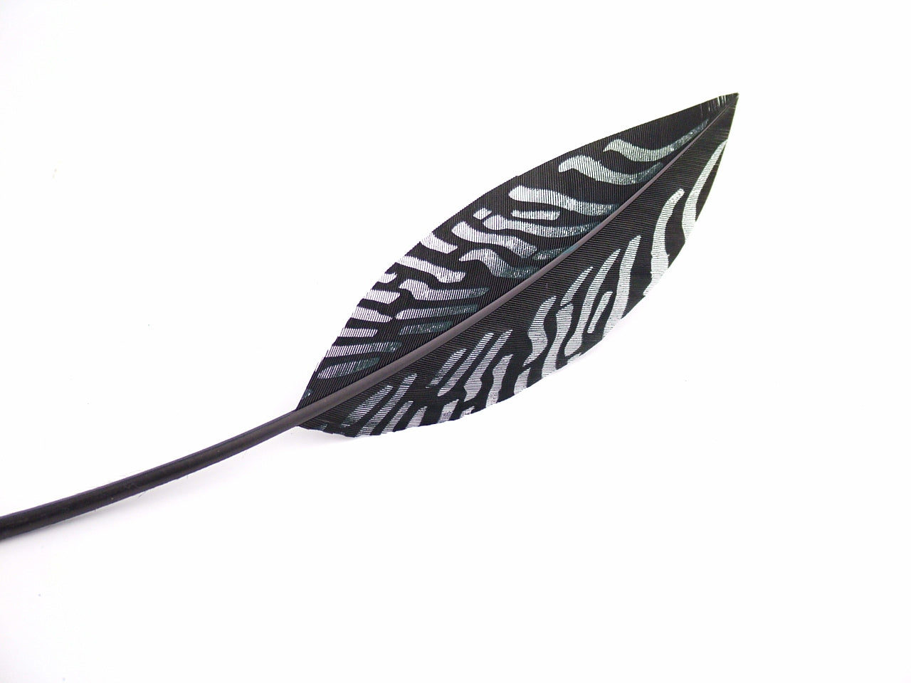 Pattern Design Feathers