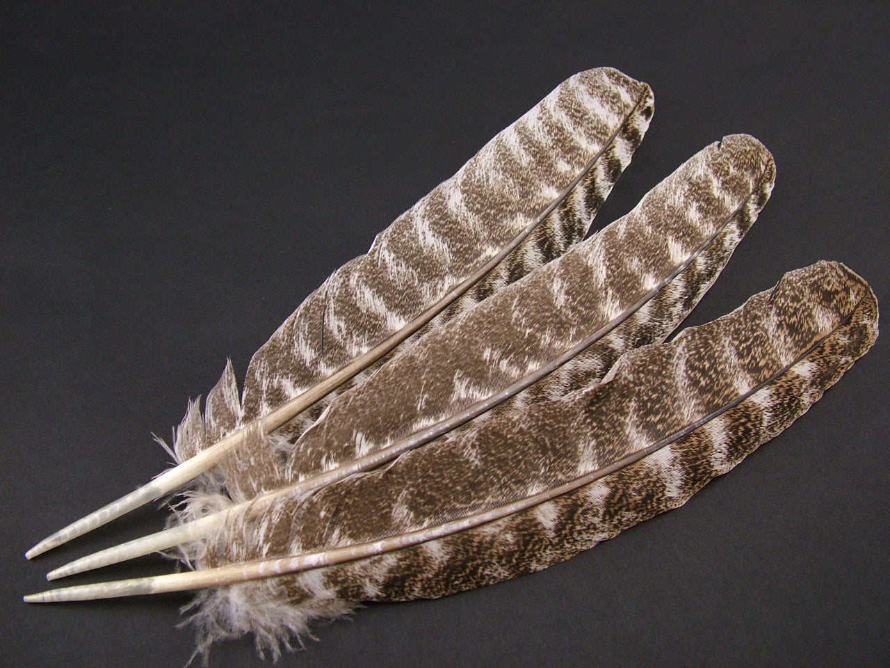 Turkey Feathers