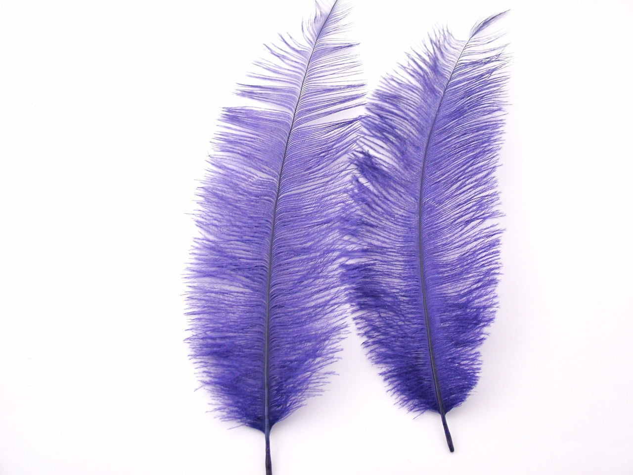Ostrich Chick Feather
