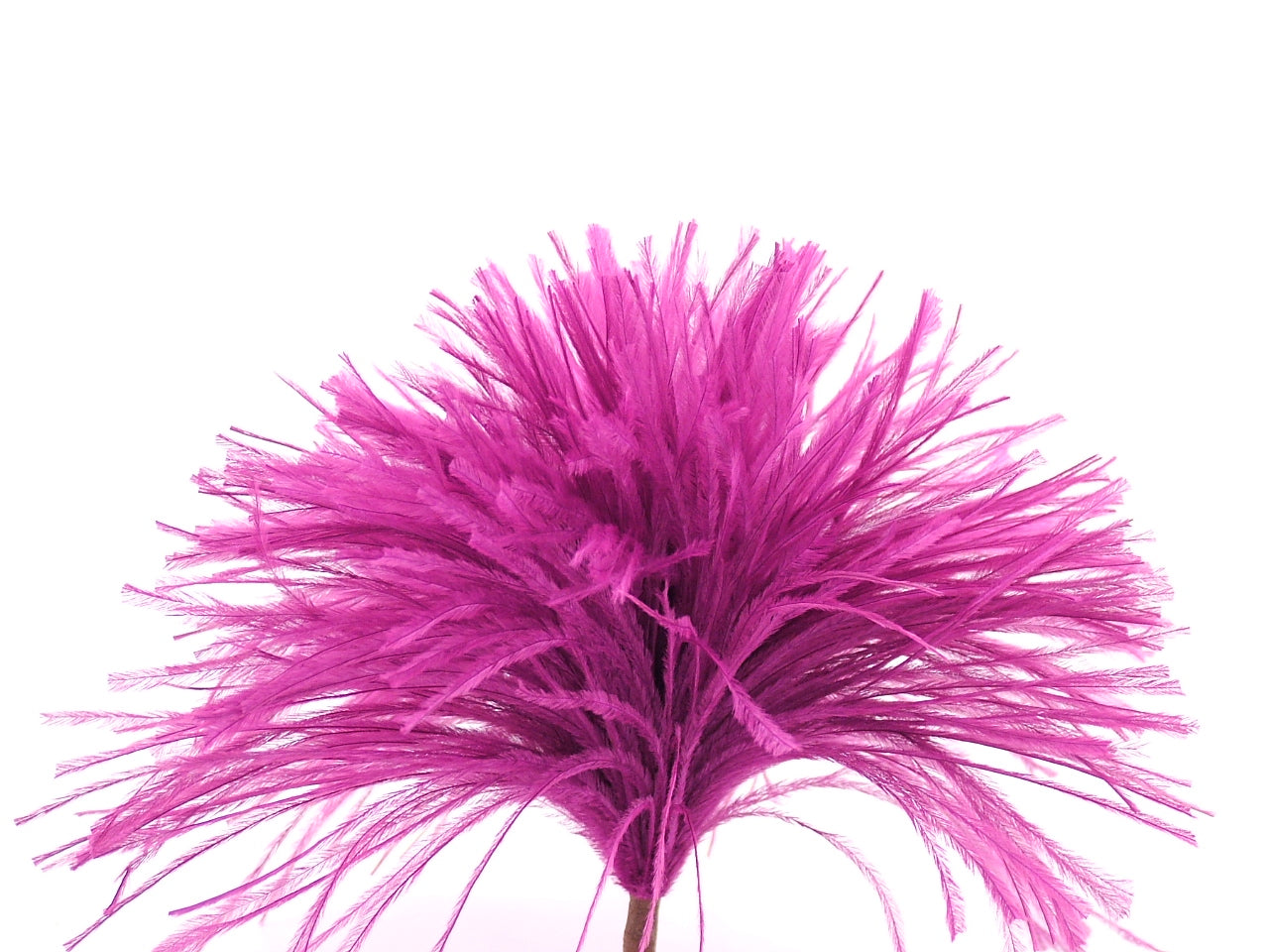 Ostrich Pom