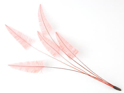 Stripped Ostrich Spray Coral