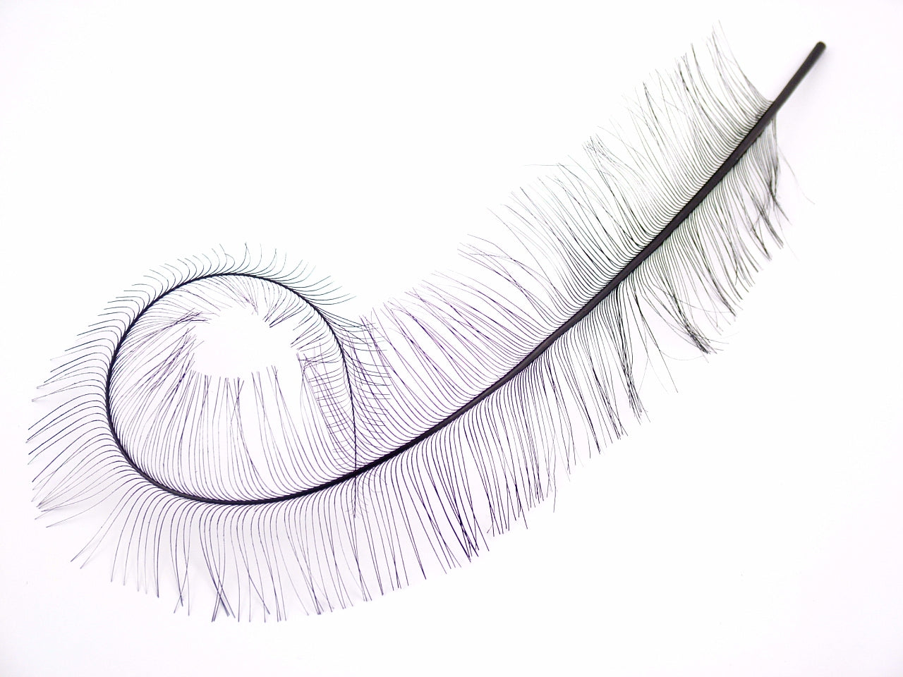 Cut Burnt Curled Spadone Feather