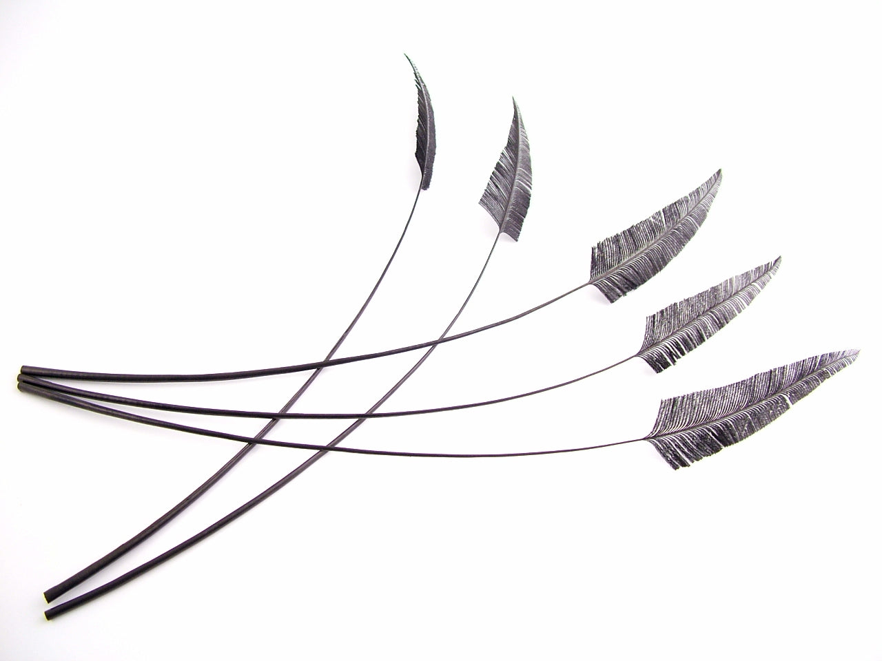 Clipped Ostrich Arrowhead