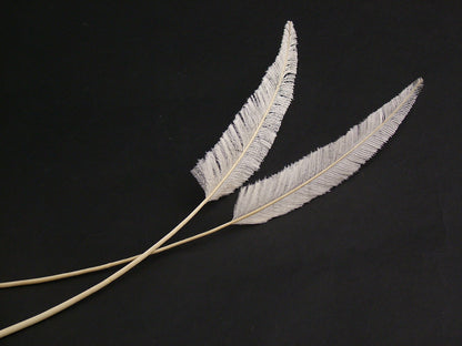 Clipped Ostrich Arrowhead