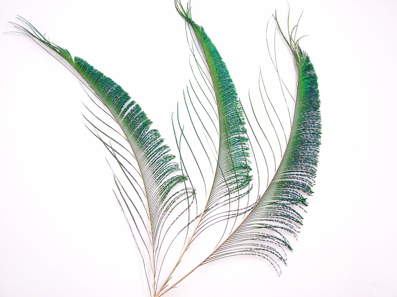 Peacock Sword Feather