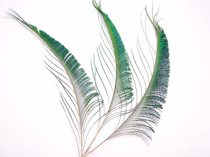 Peacock Sword Feather