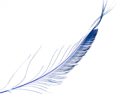 Peacock Sword Feather Dyed 25-30cm, Royal Blue