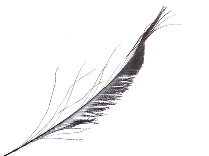 Peacock Sword Feather Dyed 25-30cm, Black