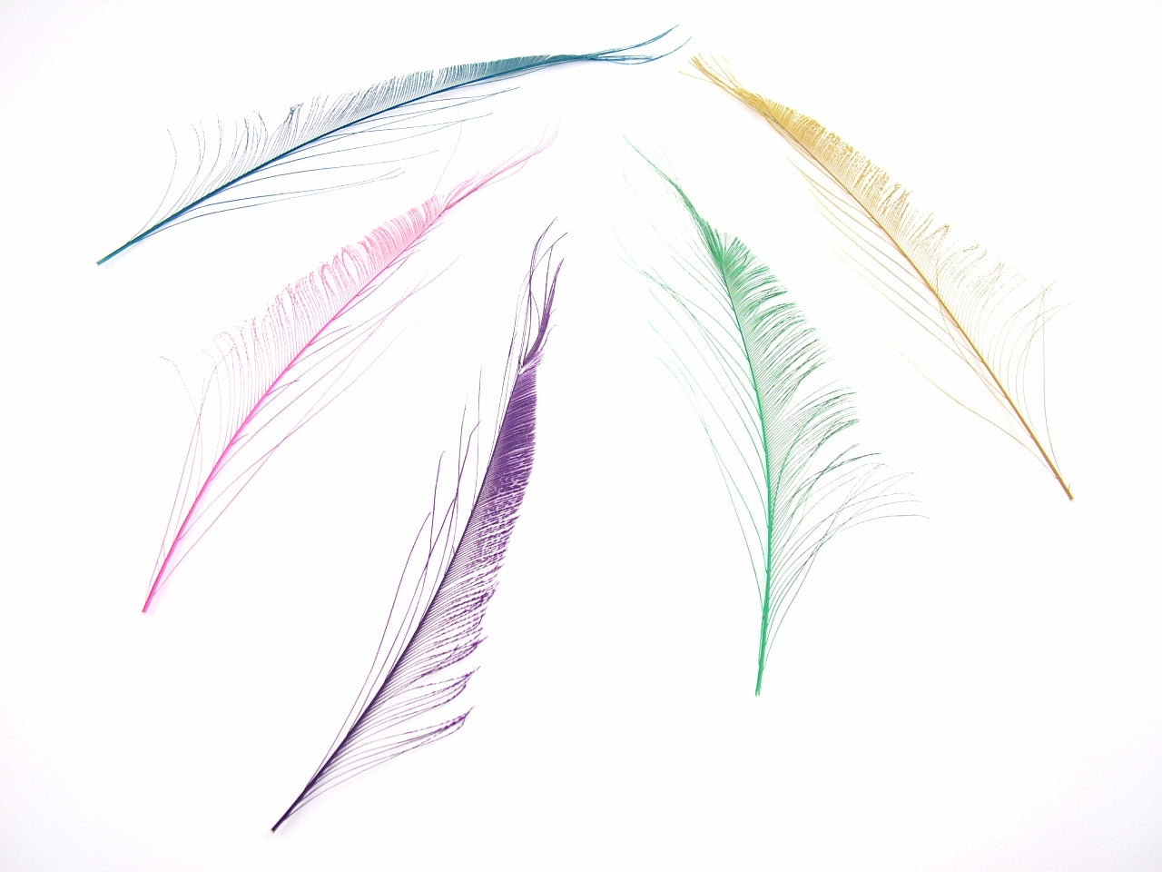 Peacock Sword Feather Dyed