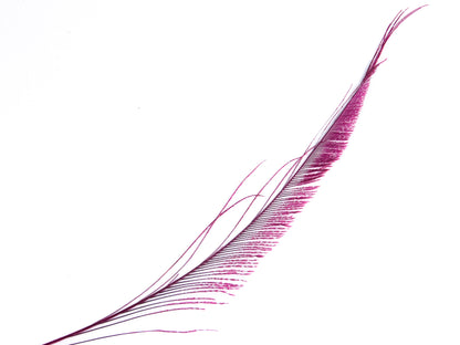 Peacock Sword Feather Dyed 25-30cm, Fuchsia