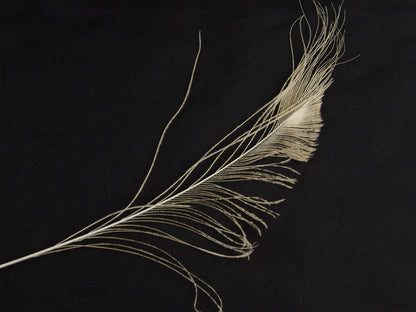 Peacock Sword Feather Dyed 25-30cm, Bleached