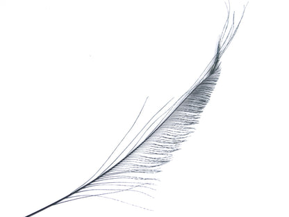 Peacock Sword Feather Dyed 25-30cm, Navy