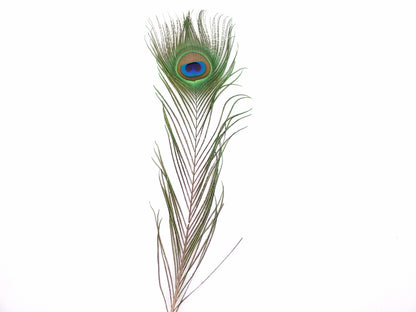 Peacock Tail Feather Cut