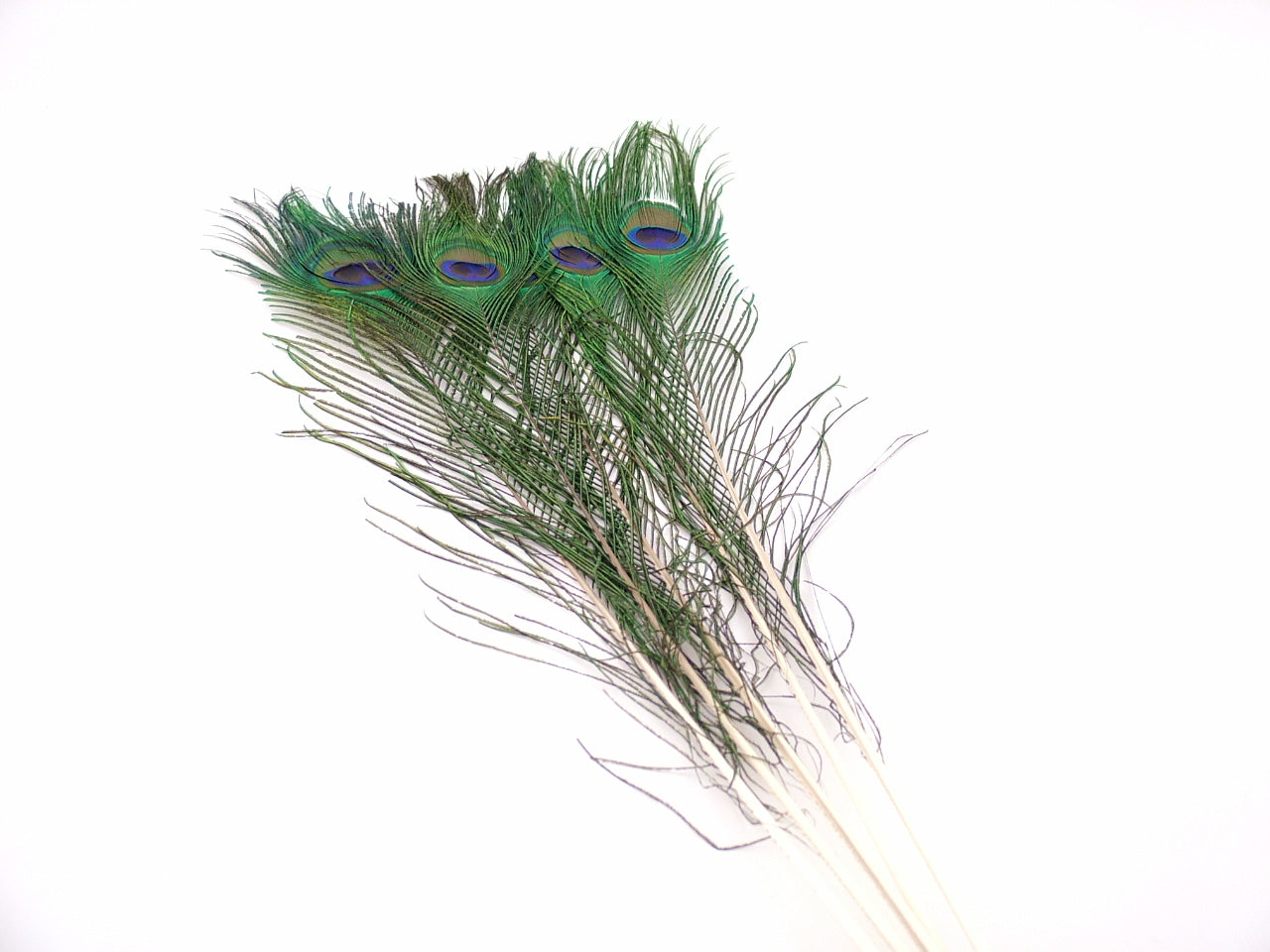 Peacock Tail Feather
